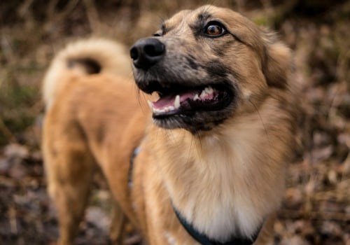 The Ultimate Guide to Enjoying Beer Festivals in Los Angeles County, California Without Your Pet